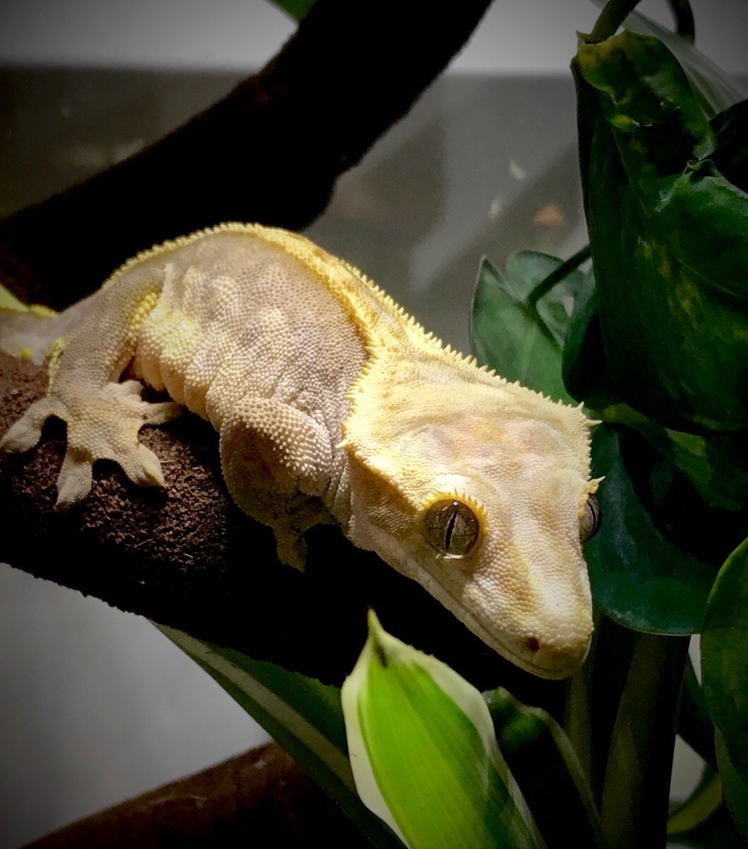 crested-gecko_106 – Cool Reptile Pics